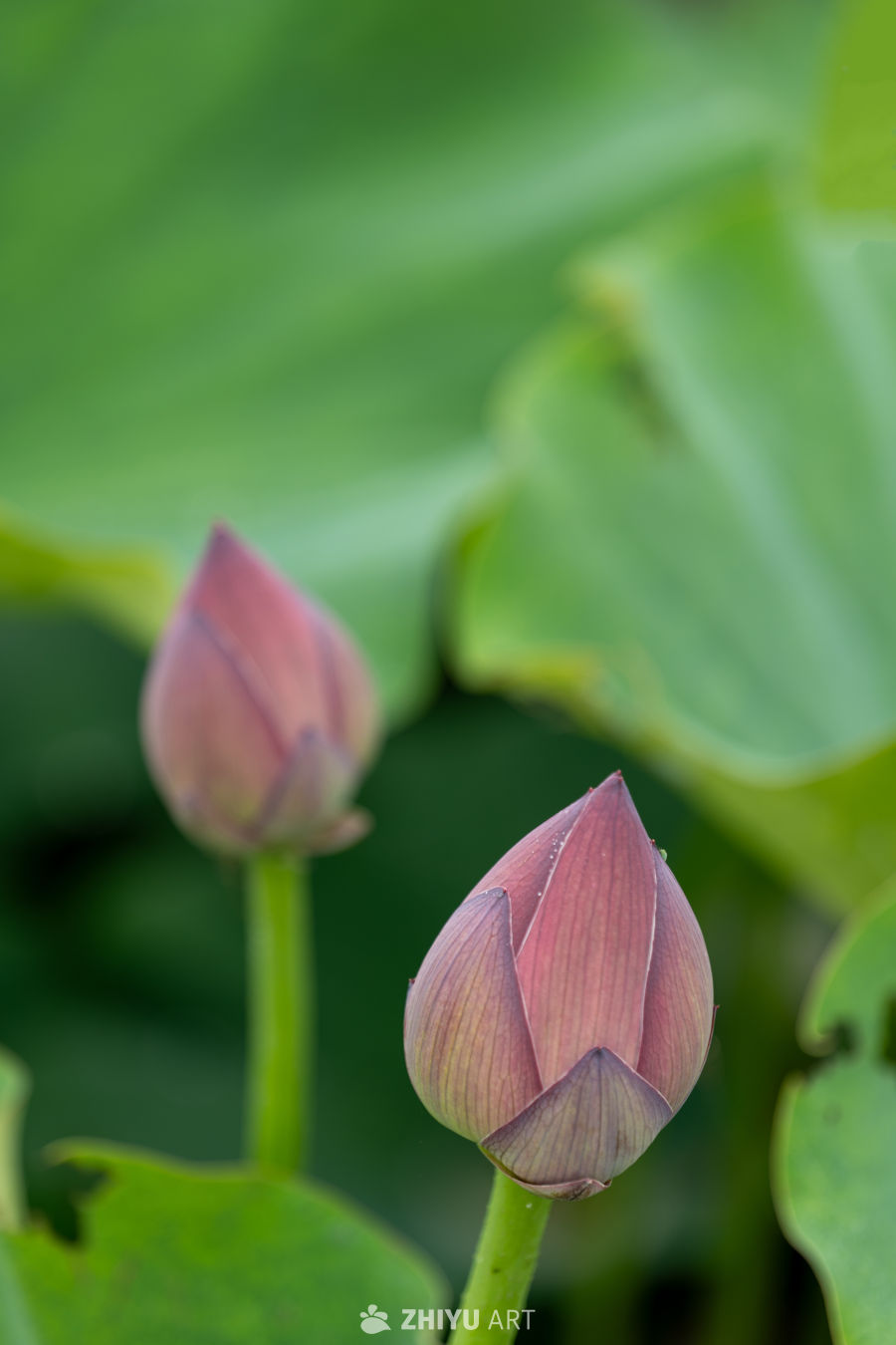 荷花 81