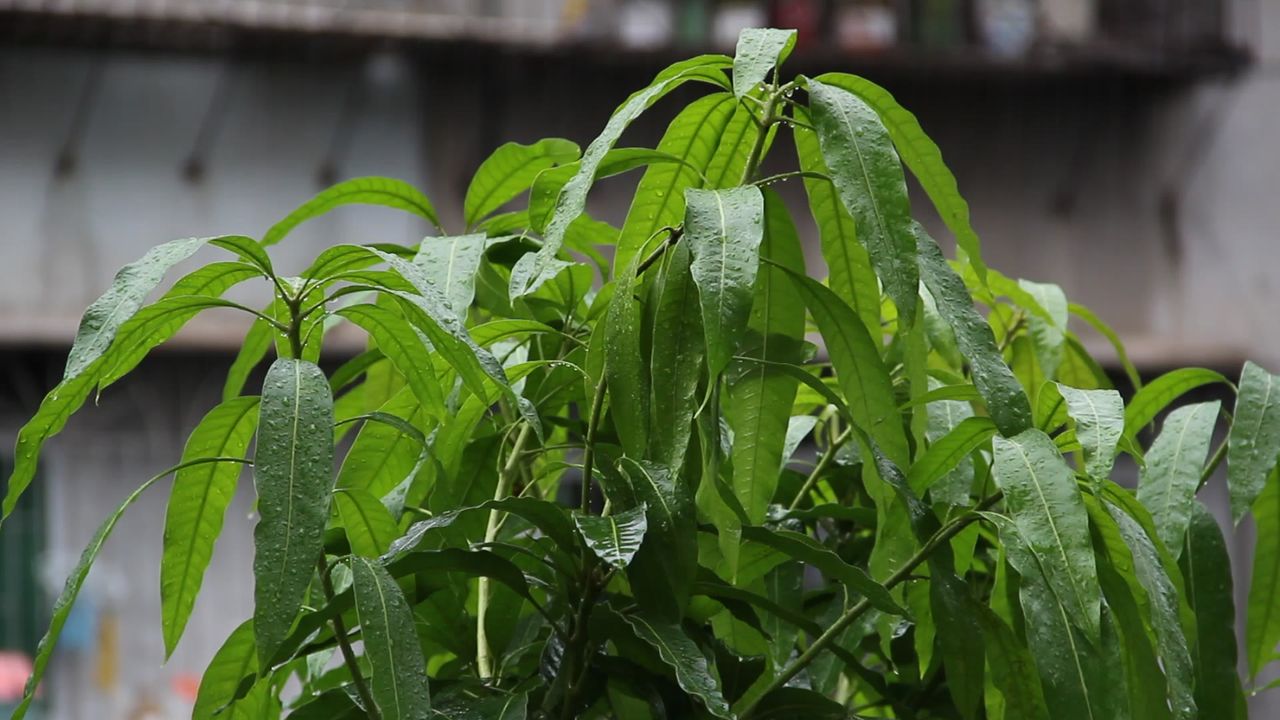 大雨中的芒果树顶
