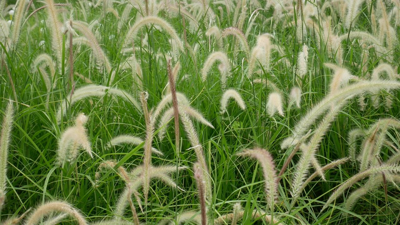 微风鸟语狼尾草地