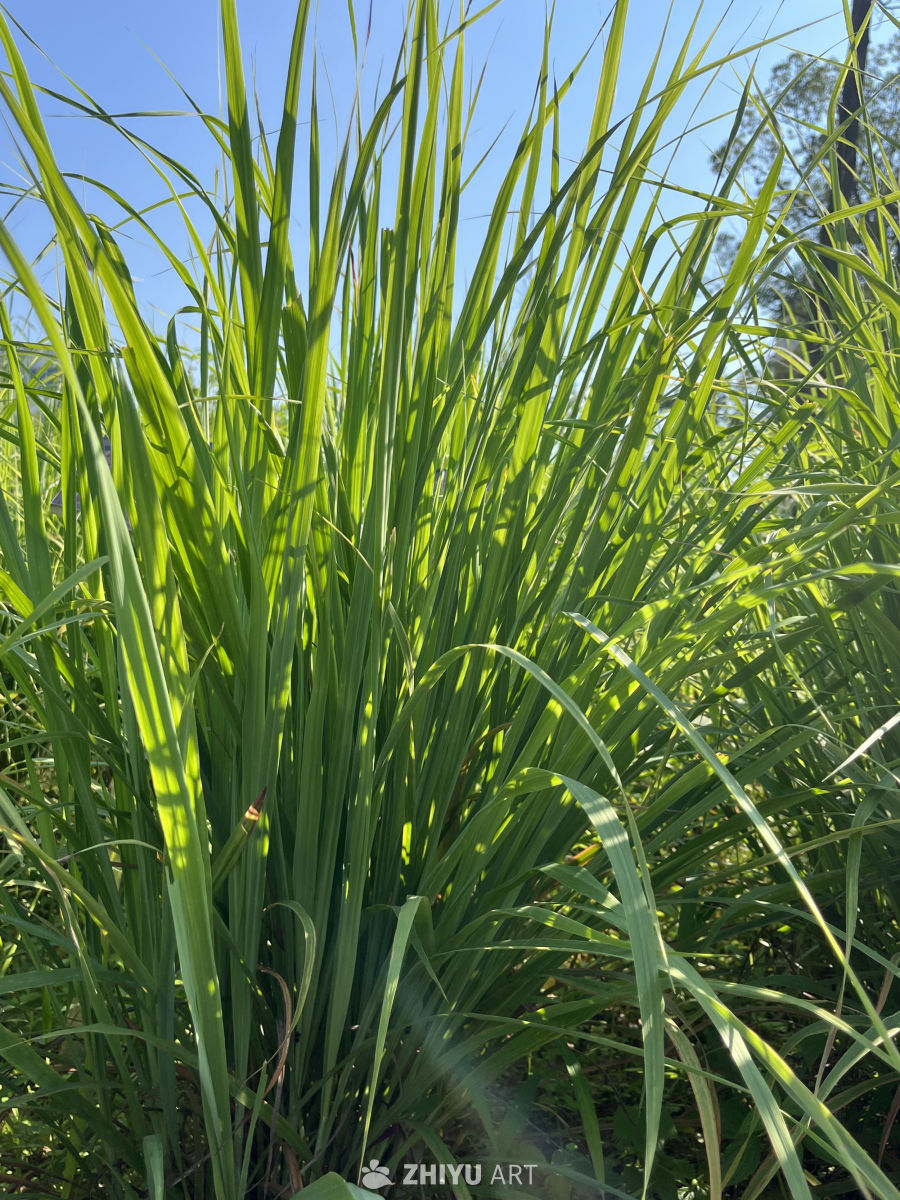 阳光下的高草