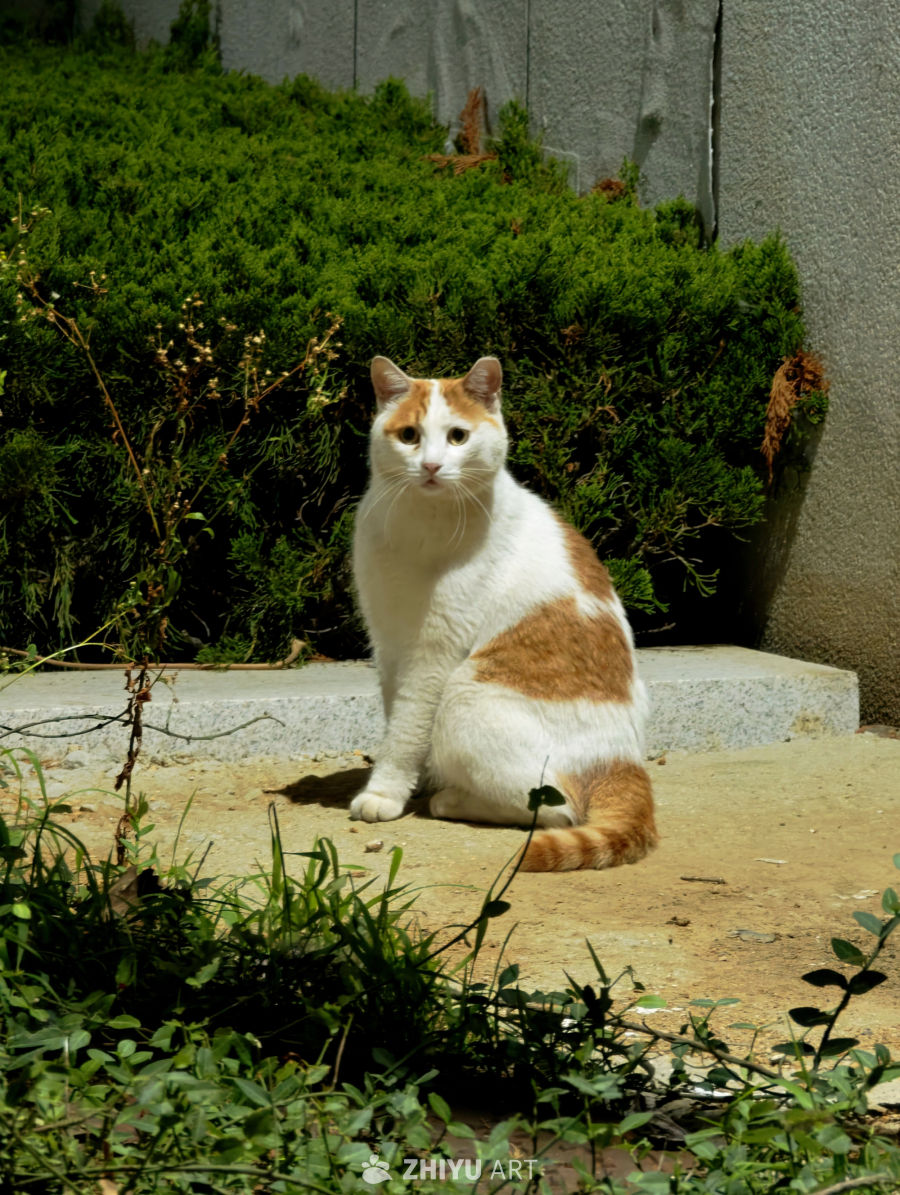 镜头里的猫猫