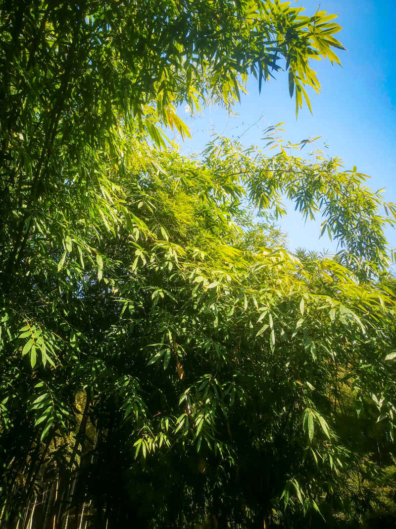 竹林竹叶植物摄影图 