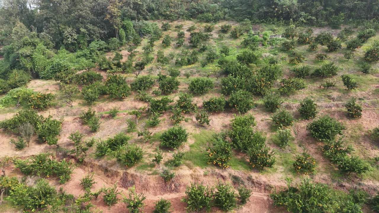 航拍果园：绿意盎然的柑橘园