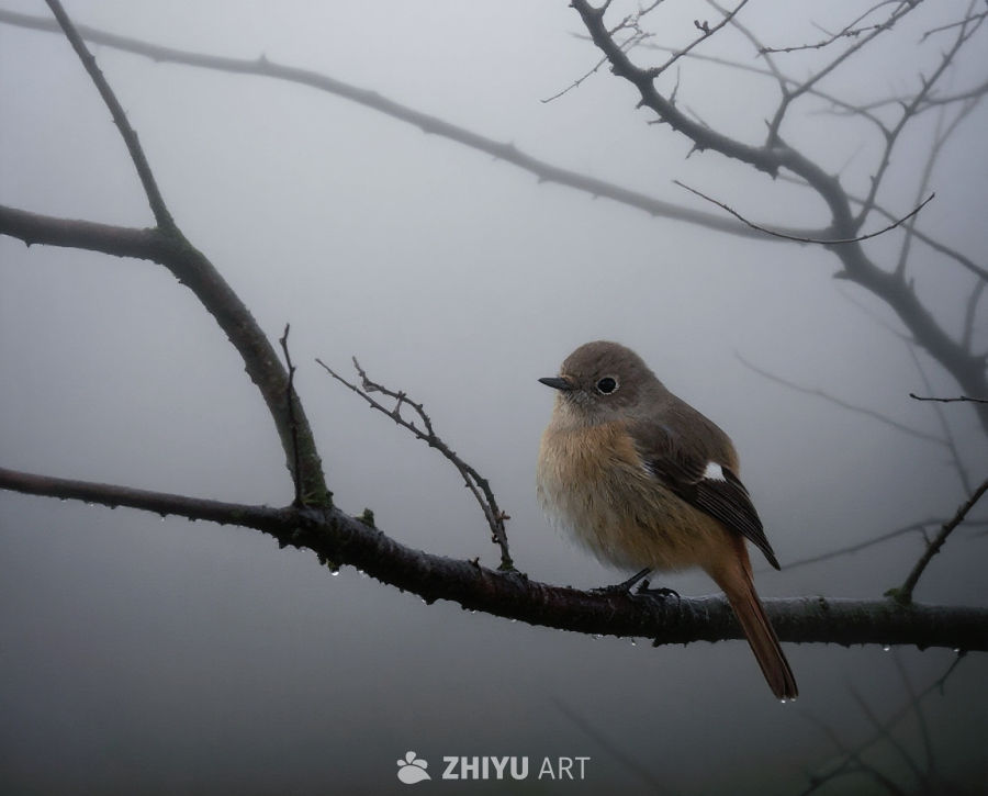 小鸟