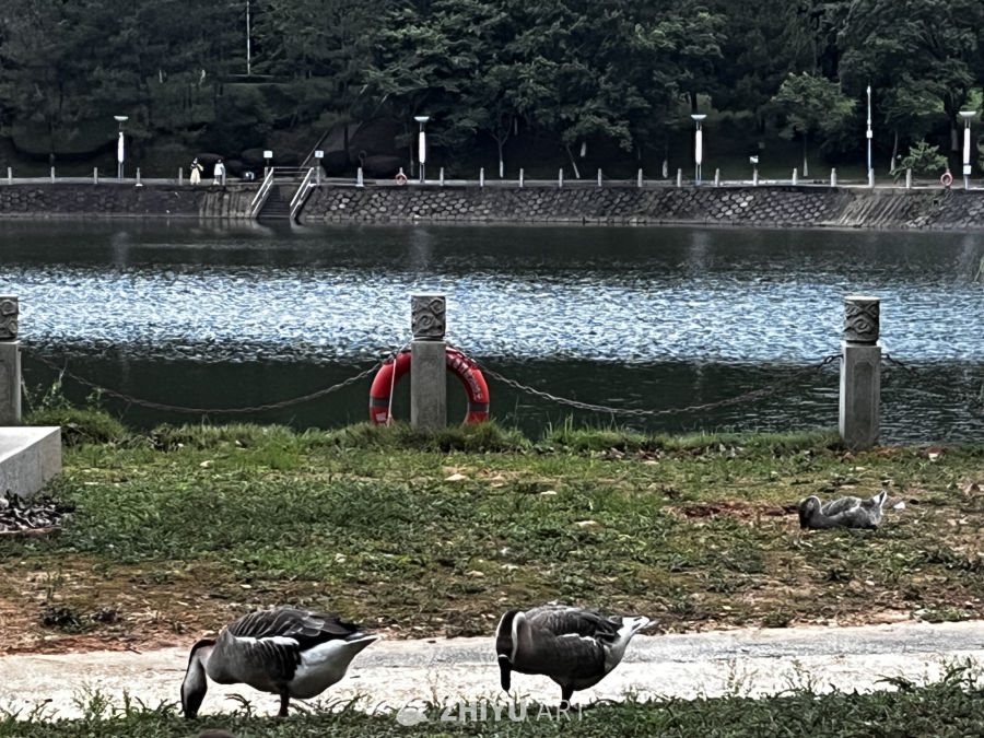 湖畔悠闲的鹅群