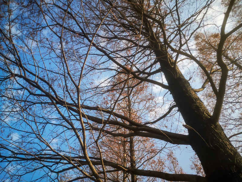 秋天植物红木杉摄影图 