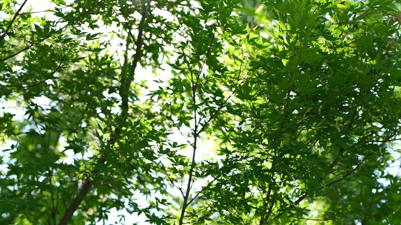 一组初夏枫叶的慢动作 1