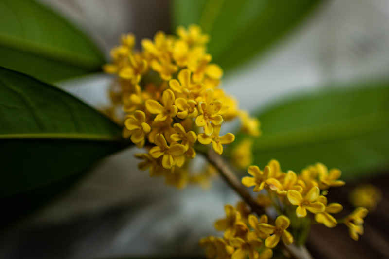 四川绵阳桂花、金桂特写 9