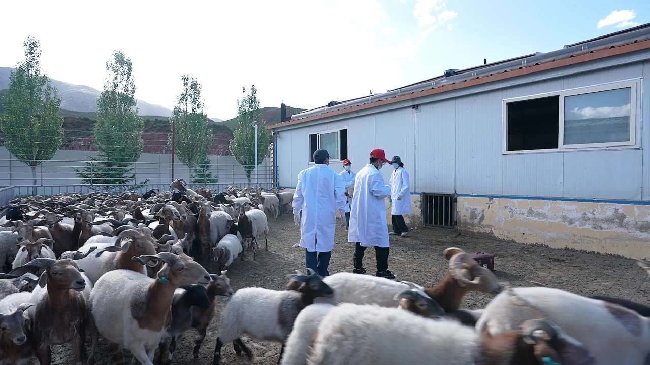 兽医团队给羊群做防疫