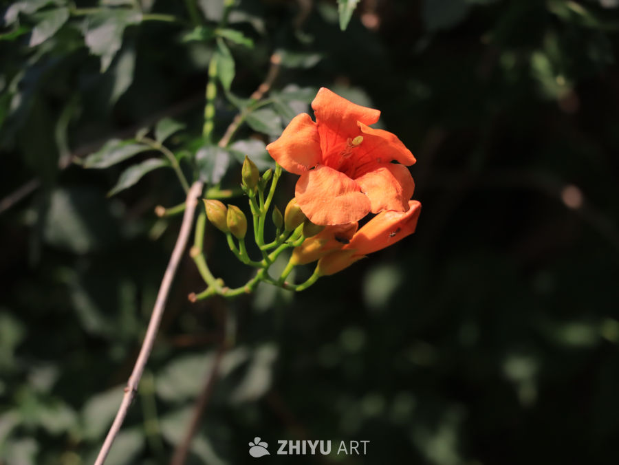 阳光下的喇叭花