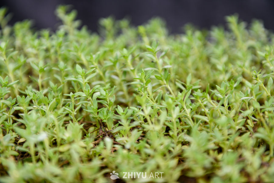 苔藓植物种植 6