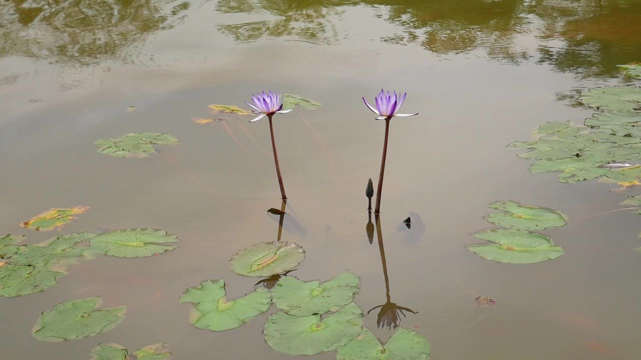 湖水中两朵紫色睡莲