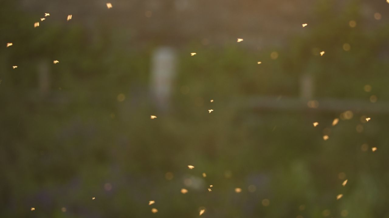 春天惊蛰昆虫万物复苏 10