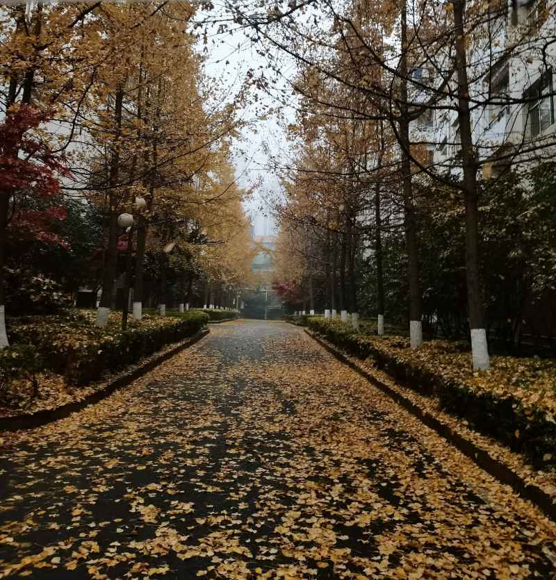 秋韵银杏路