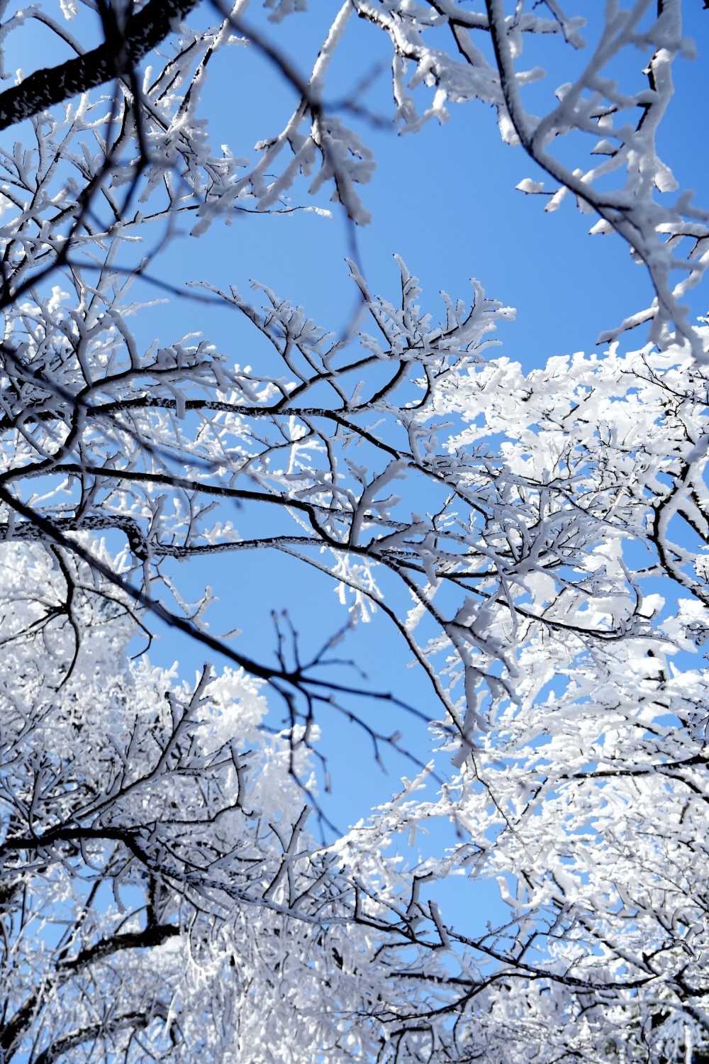 雪落黄山，雾凇云海——雪篇