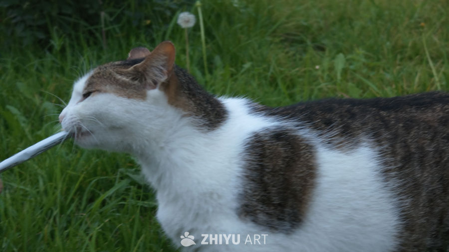草丛里的猫咪