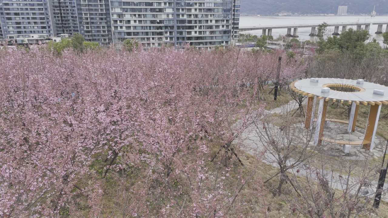 城市中的樱花盛开