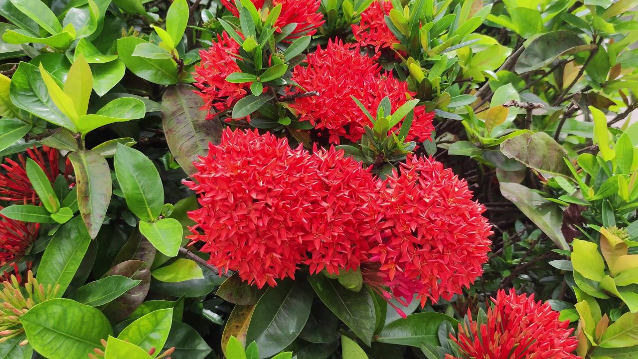 4K龙船花移近