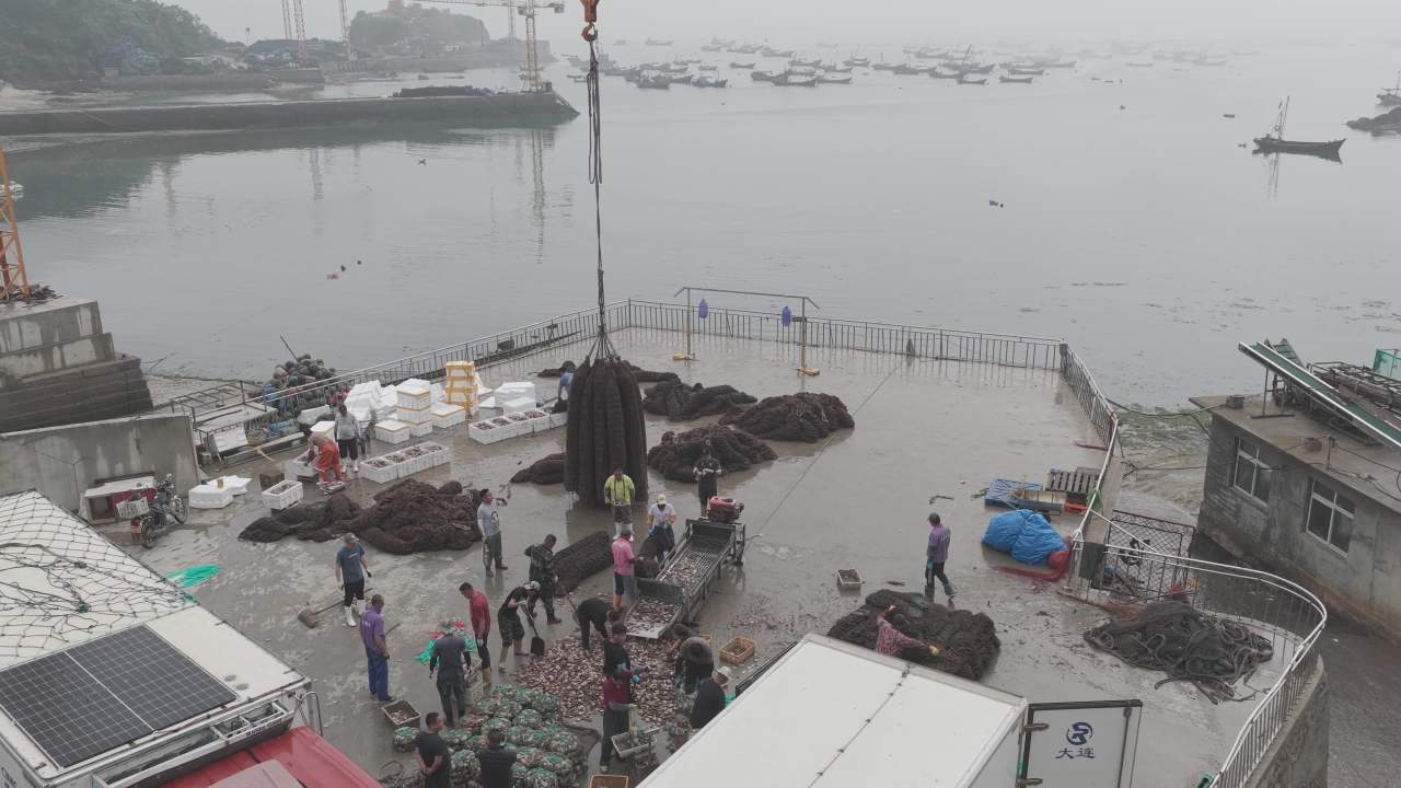 渔民分拣扇贝现场