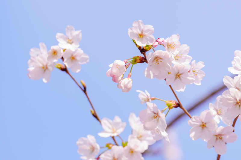 樱花 2