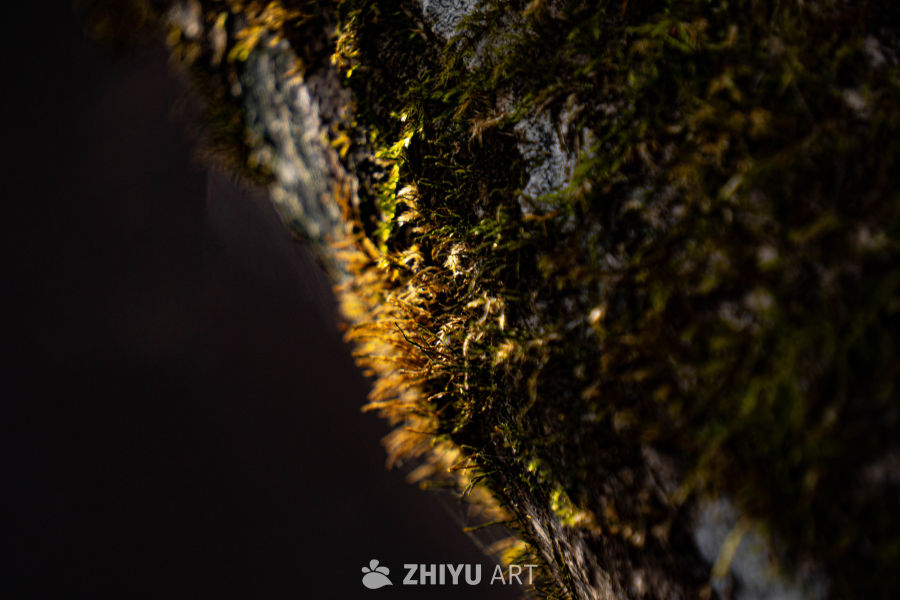树