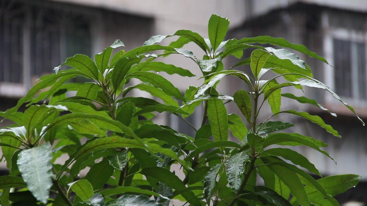 秋雨中的芒果树梢