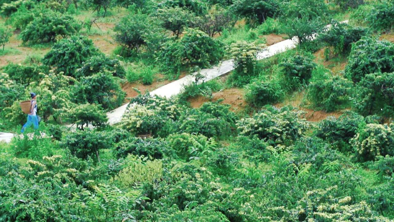 中药材金银花采摘
