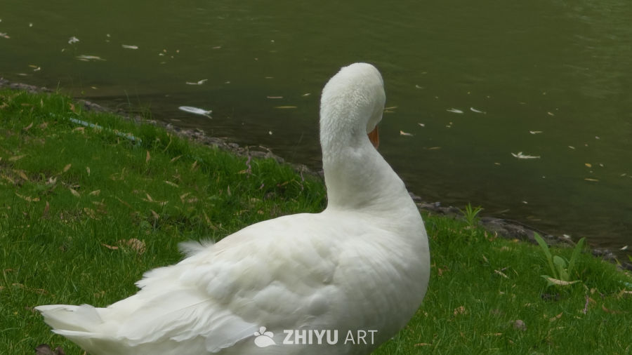 梳理羽毛大白鹅