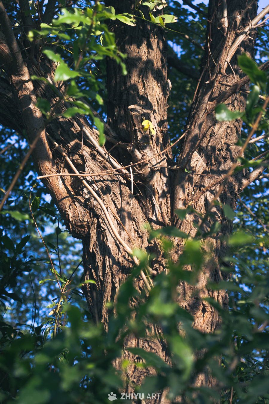 阳光下的大树枝干