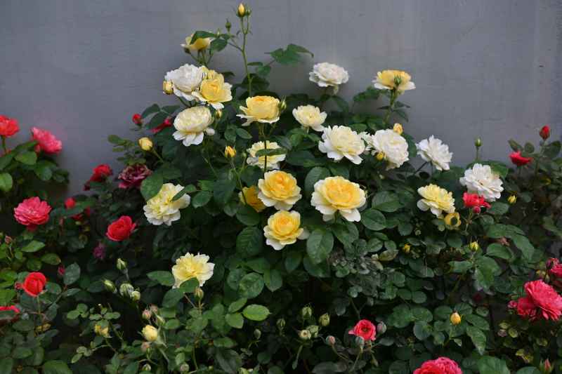 花 2