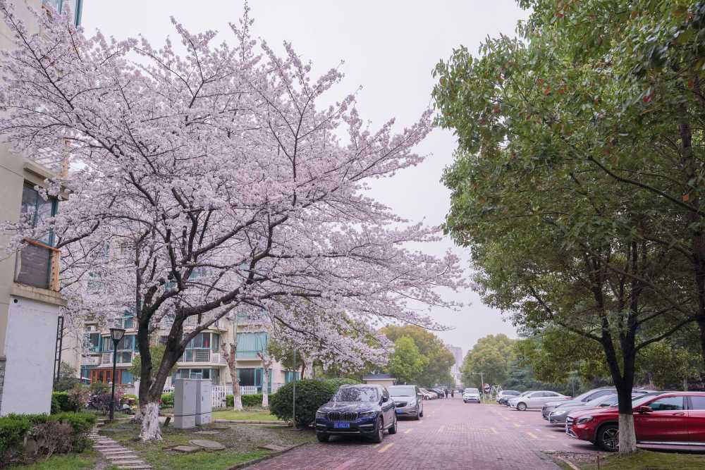 樱花季