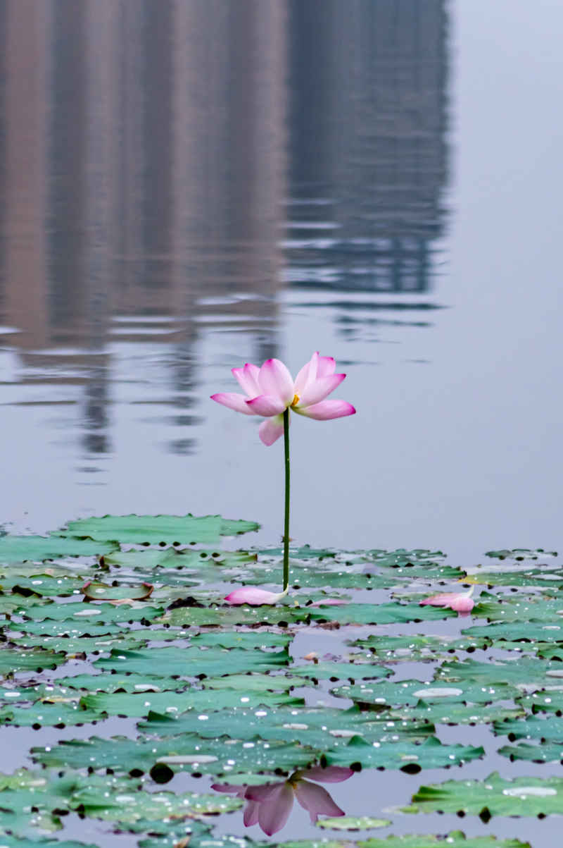 荷花