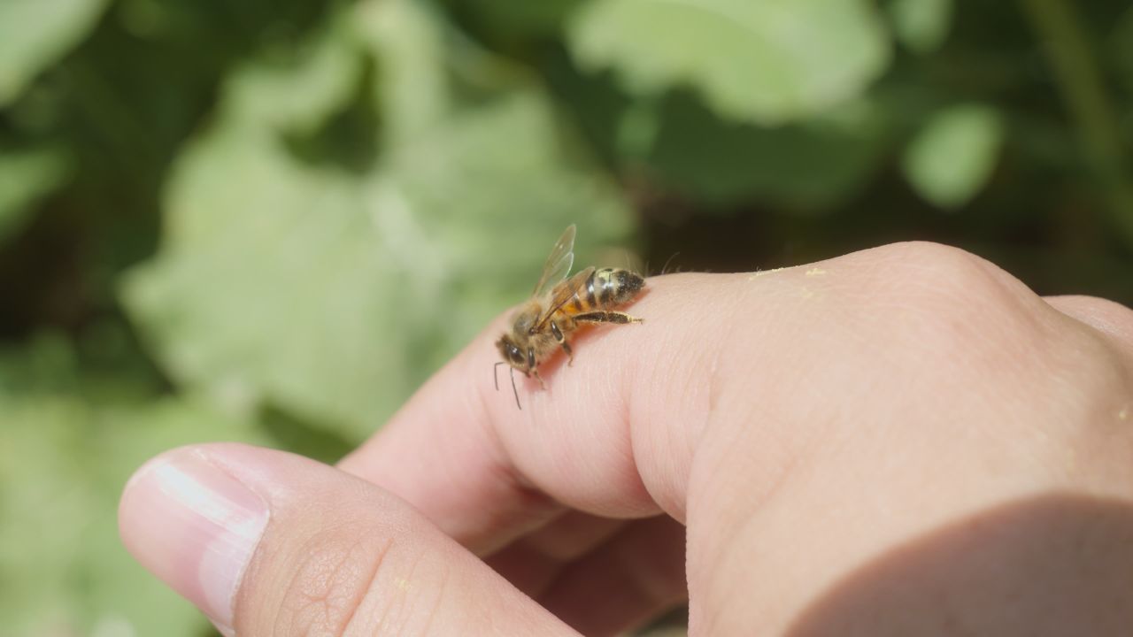 春天惊蛰昆虫万物复苏 30