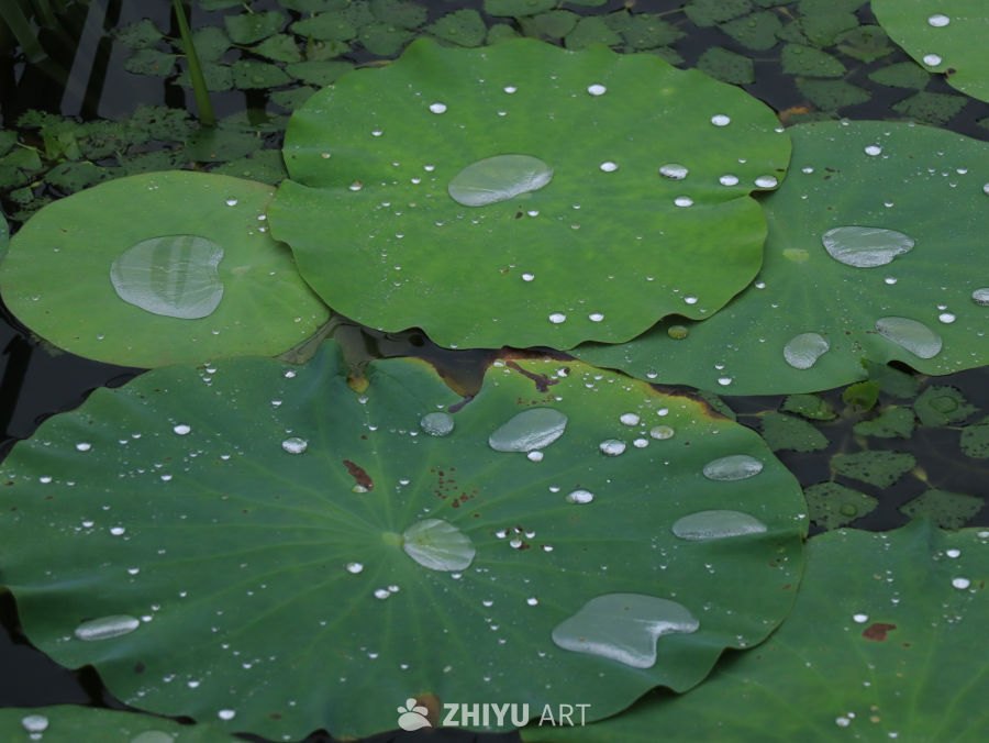 荷叶上的雨珠