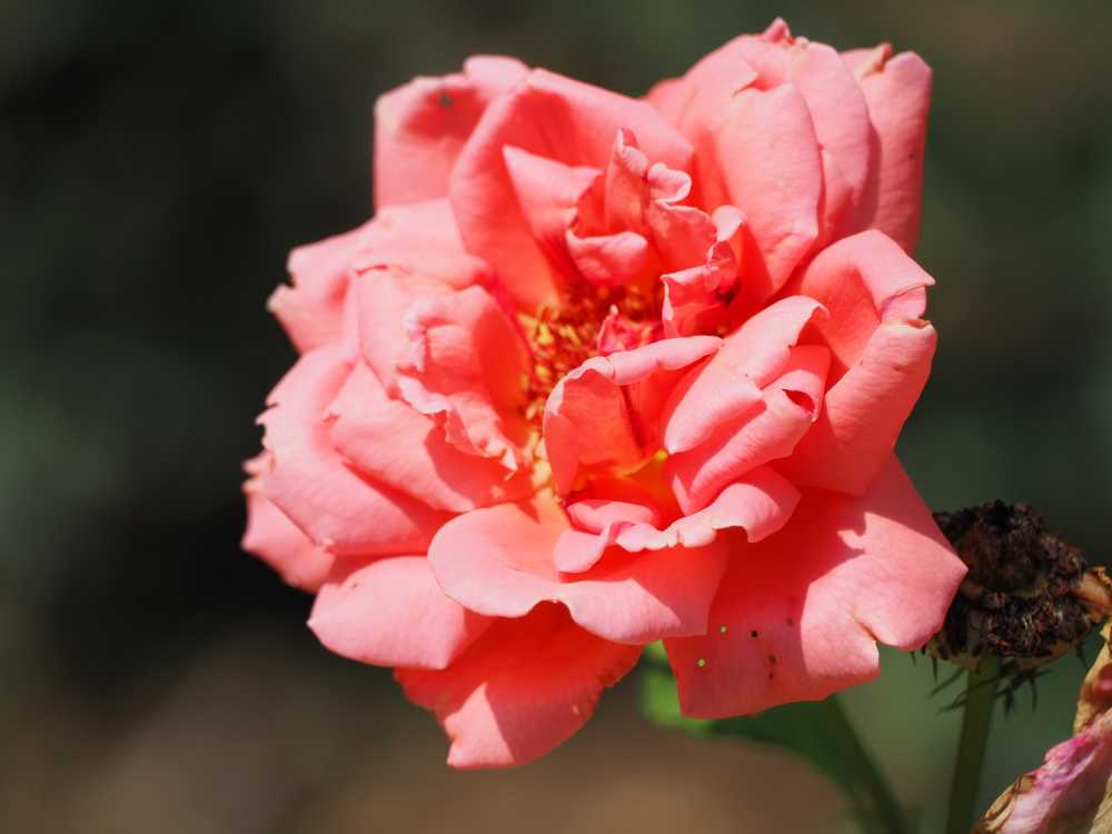 月季花