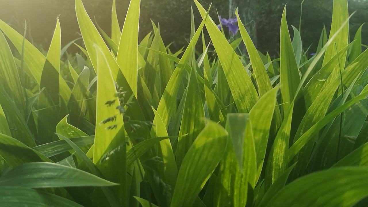 阳光下的绿叶