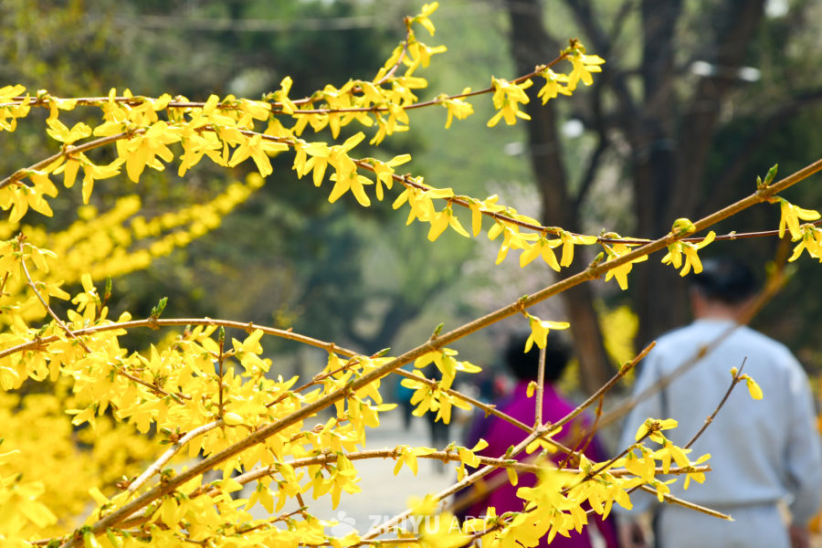 迎春花