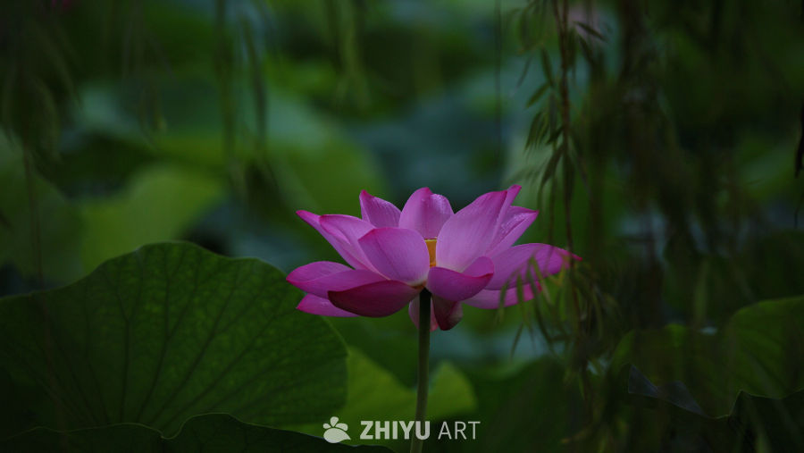 雨中荷花