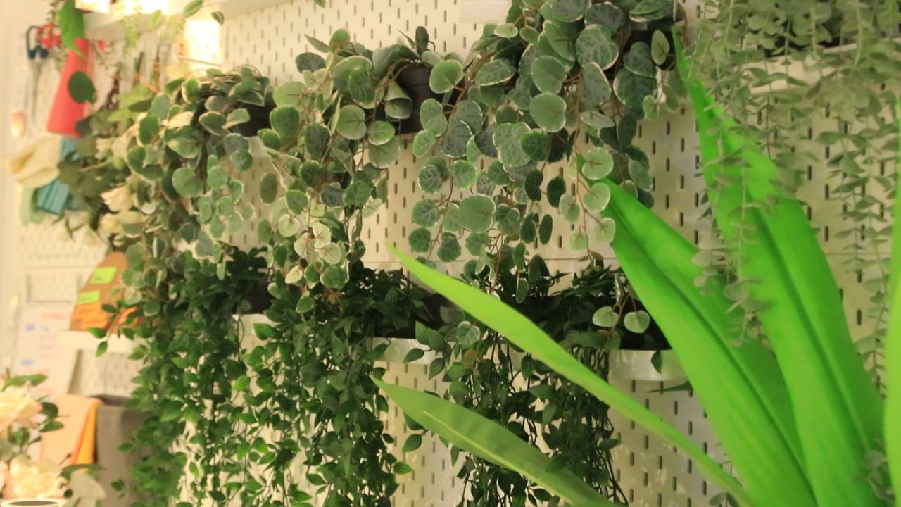 绿植植物