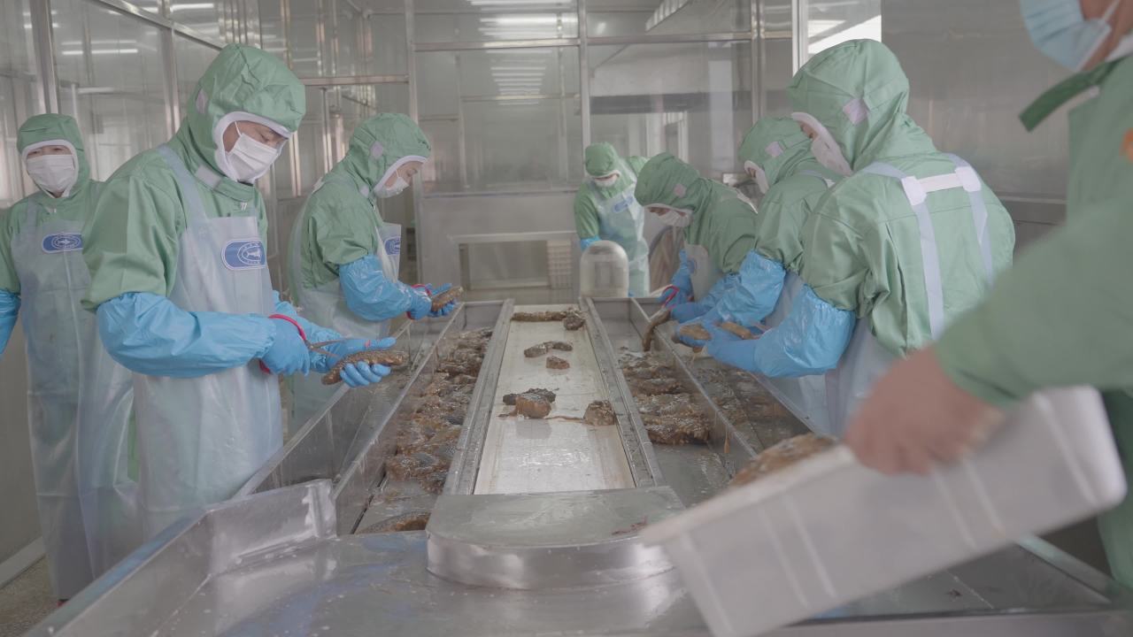 海参加工流水线作业