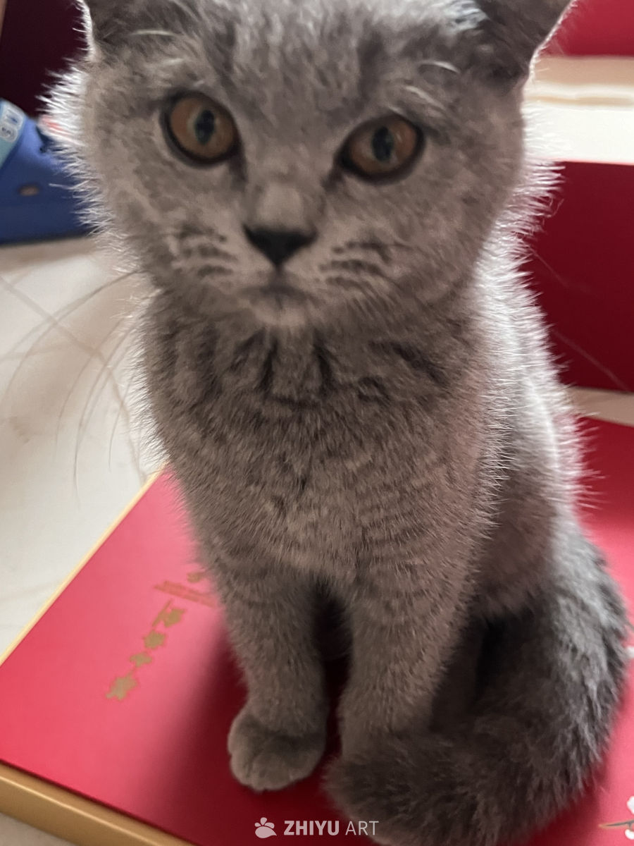 萌猫坐姿