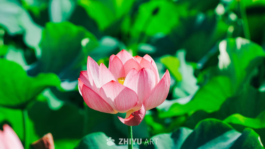 粉红莲花与绿叶