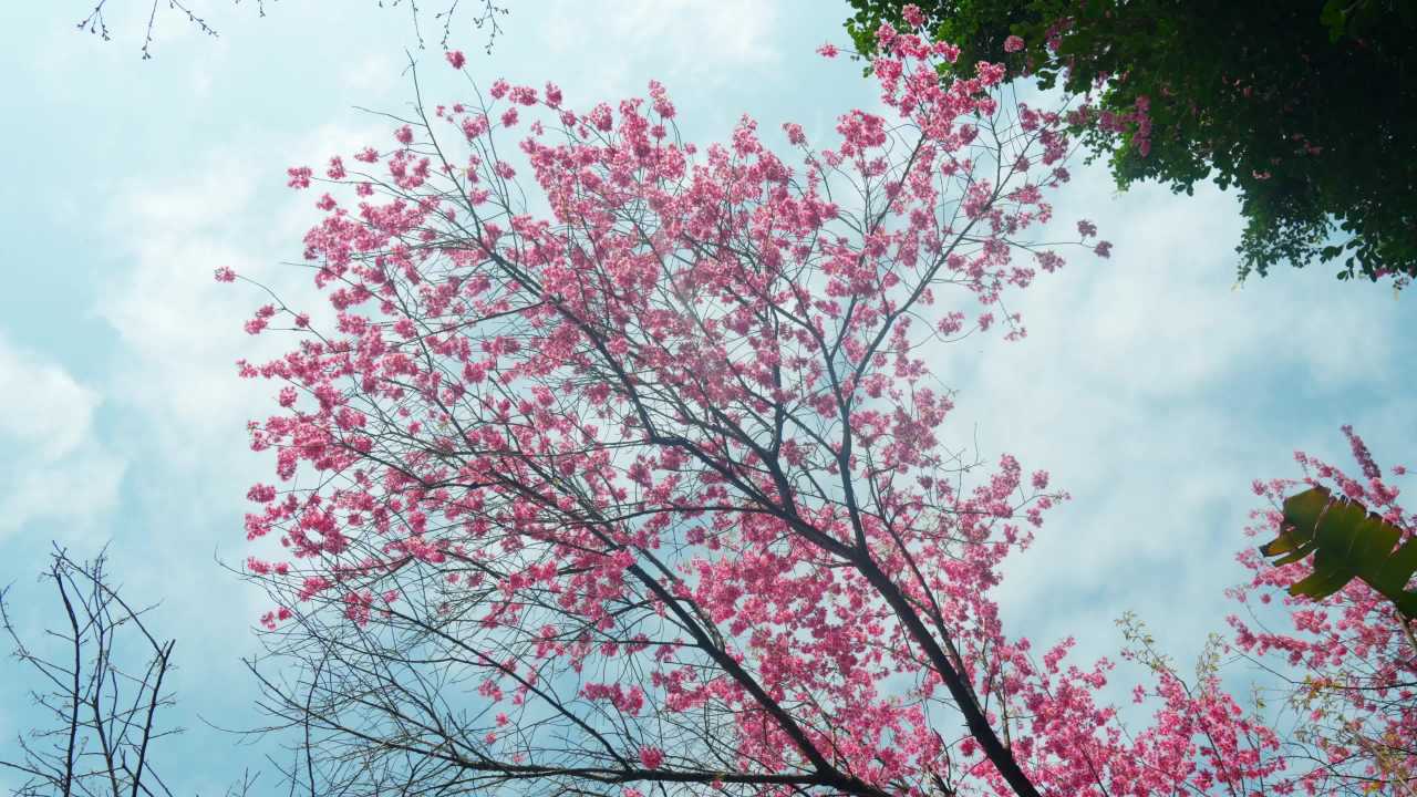 樱花下的宁静