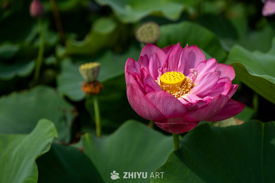 荷花 182
