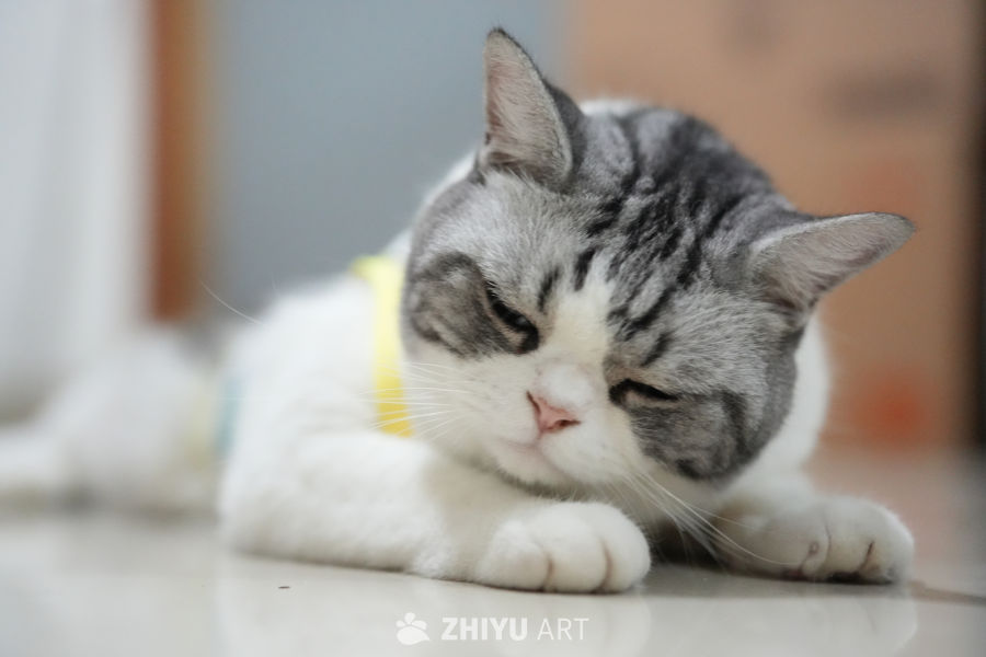 猫咪 55