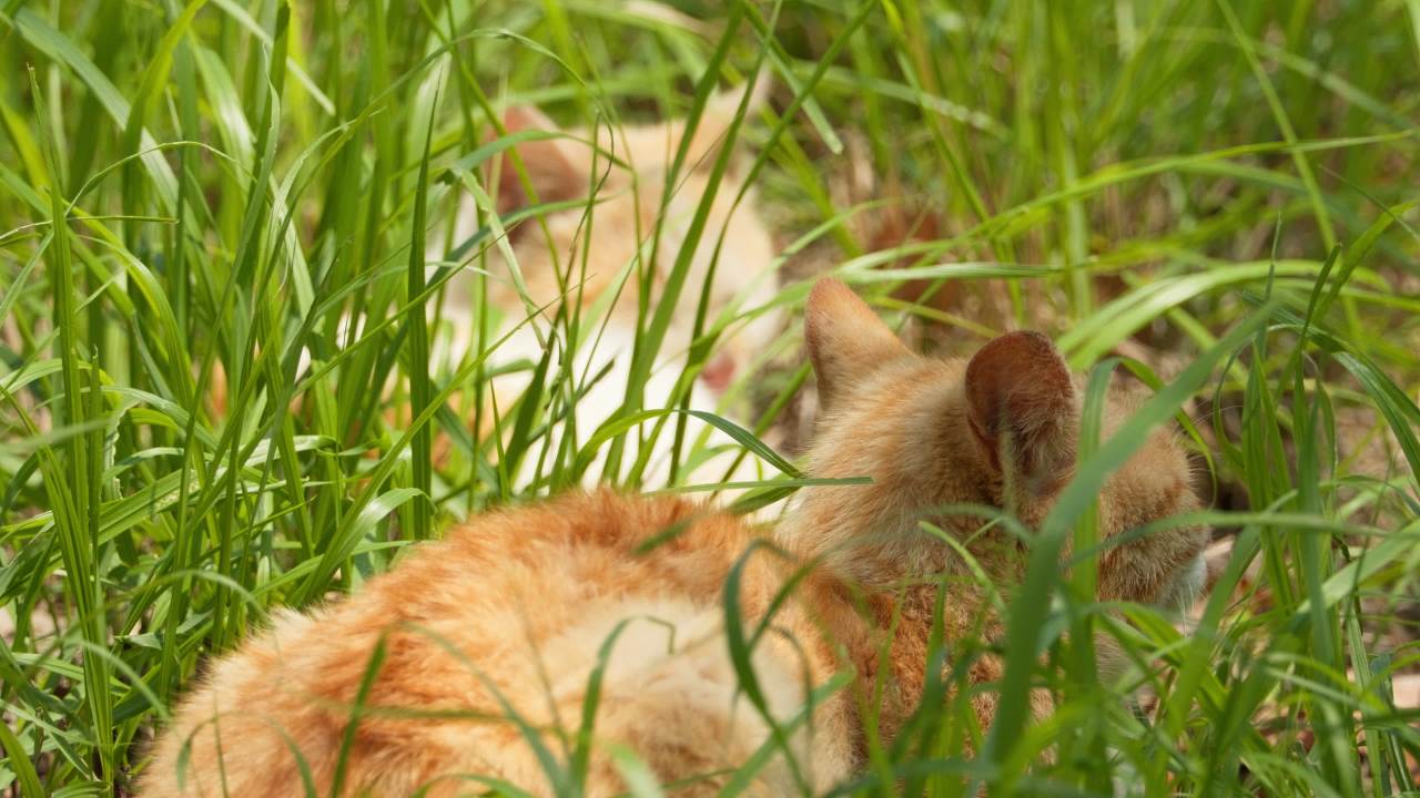 公园的小猫咪流浪猫 38