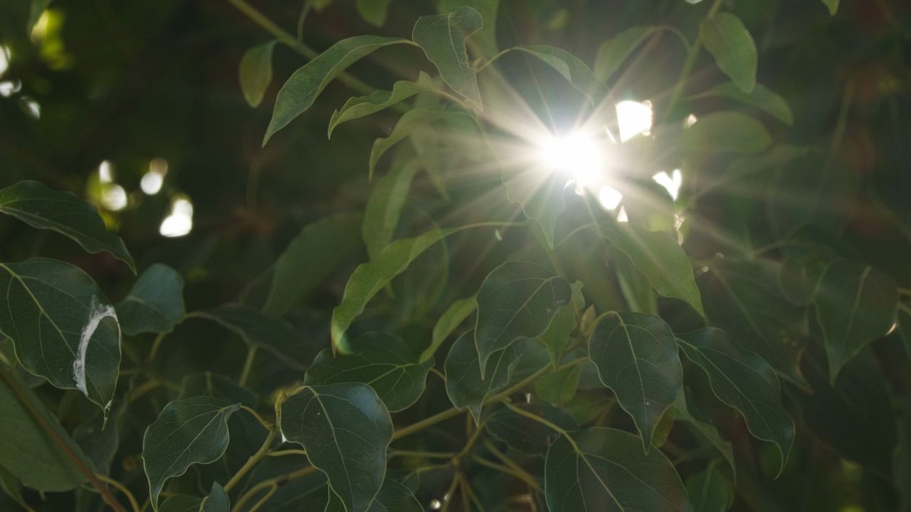 森林树木树叶植物 17