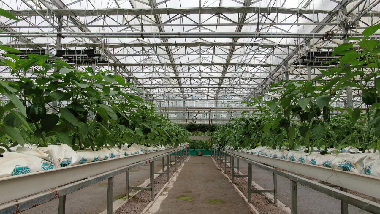 大棚有机蔬菜农业种植 
