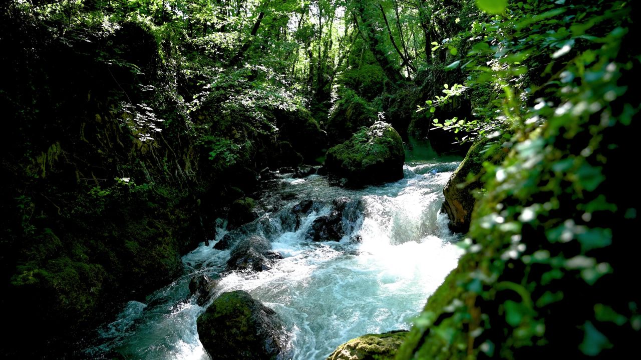 4k水自然河流森林树植物流淌流水