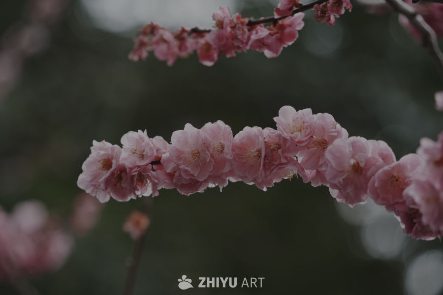 粉樱绽放的柔美瞬间